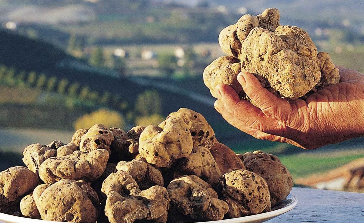 A Pantelleria un progetto sperimentale per la coltivazione del tartufo