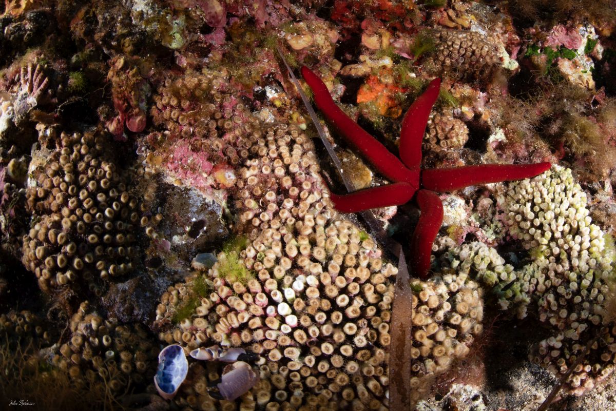 Marevivo lancia “MedCoral Guardians” per la tutela dei coralli