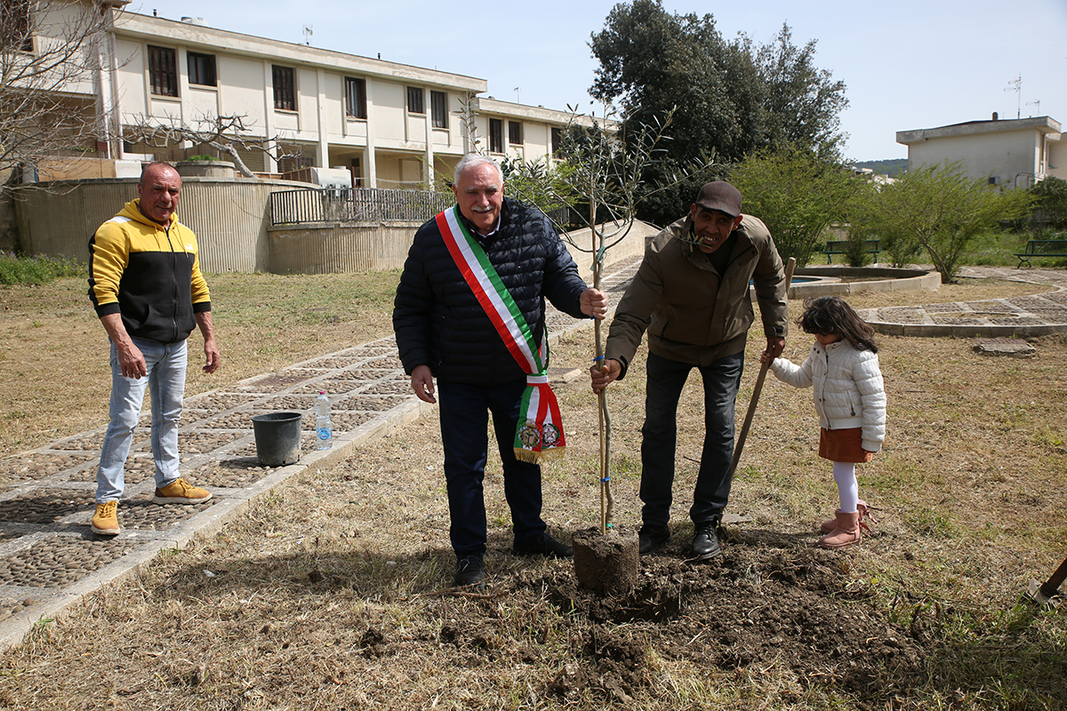 L’albero di Sèline, un olivo a Vita simbolo d’integrazione e di speranza