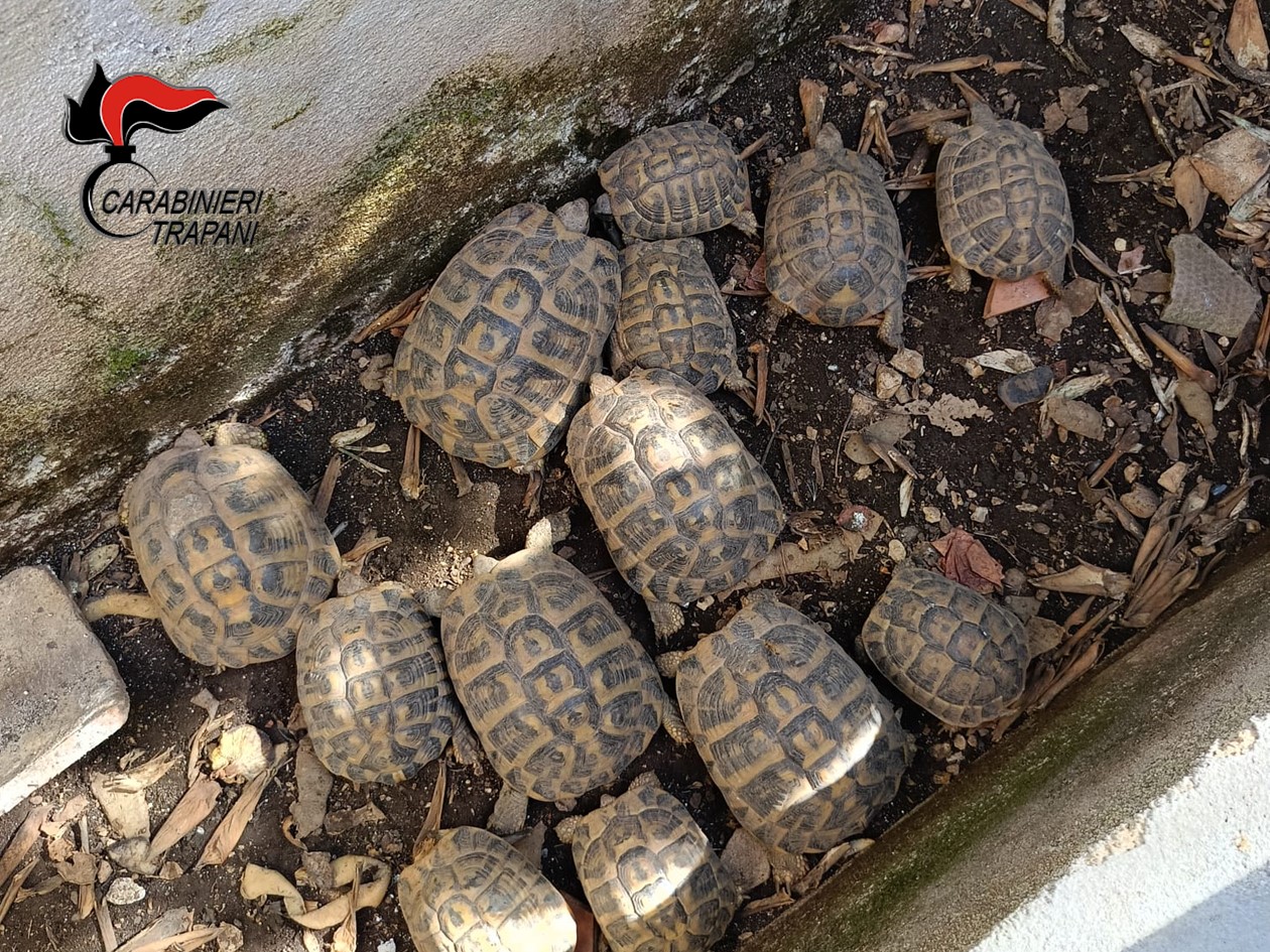 A Custonaci deteneva illegalmente 15 tartarughe di specie protetta, denunciato 44enne