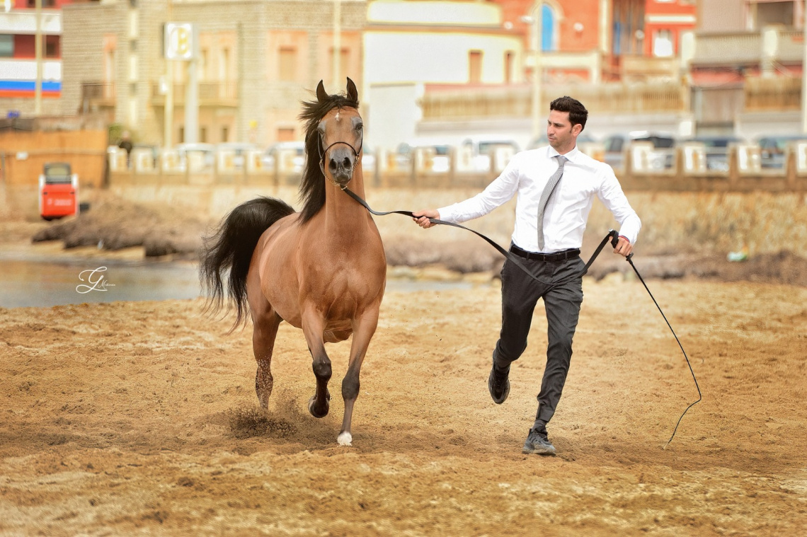 A Trapani l’Arabian Horse Cup 2025, passione equestre