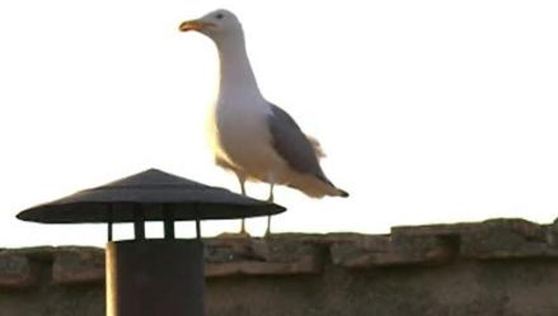 I poveri, il Papa e il piccione