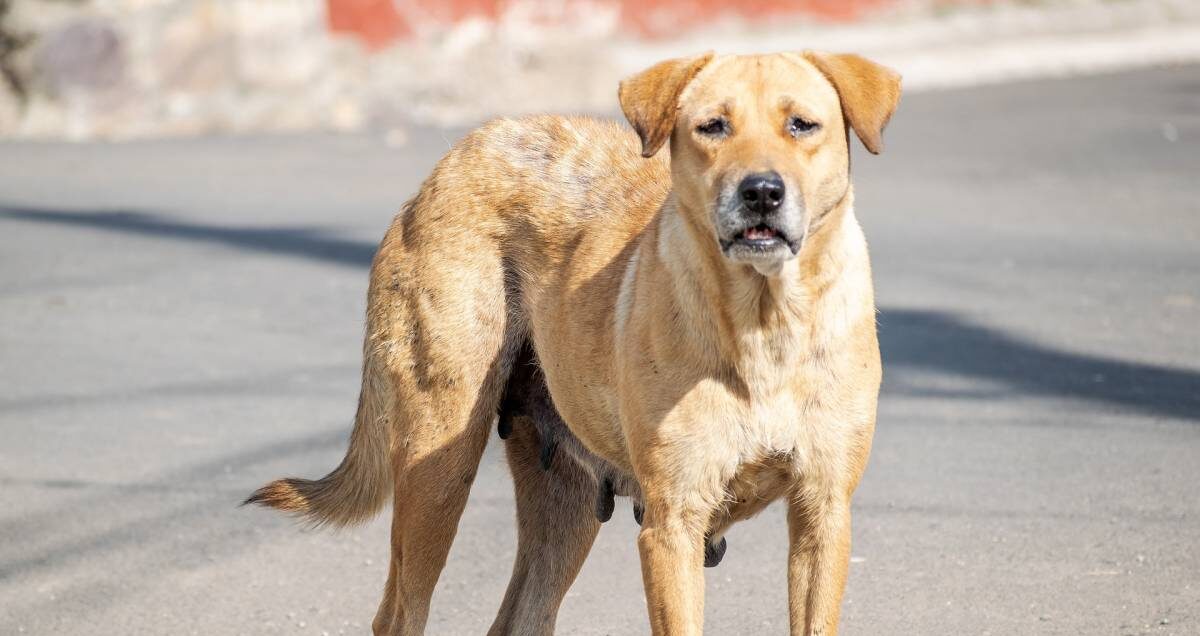 Parte da Petrosino la lotta al randagismo e alla tutela di cani e padroni