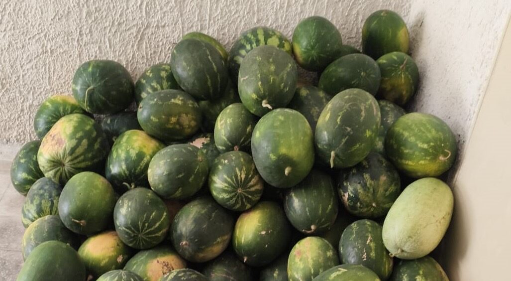 Abusivismo commerciale a Mazara, sequestrati 800 kg di angurie