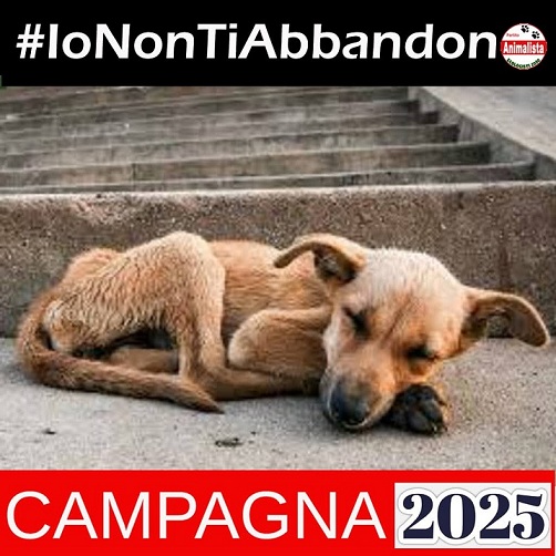 No all’abbandono di animali in estate, l’appello degli attivisti