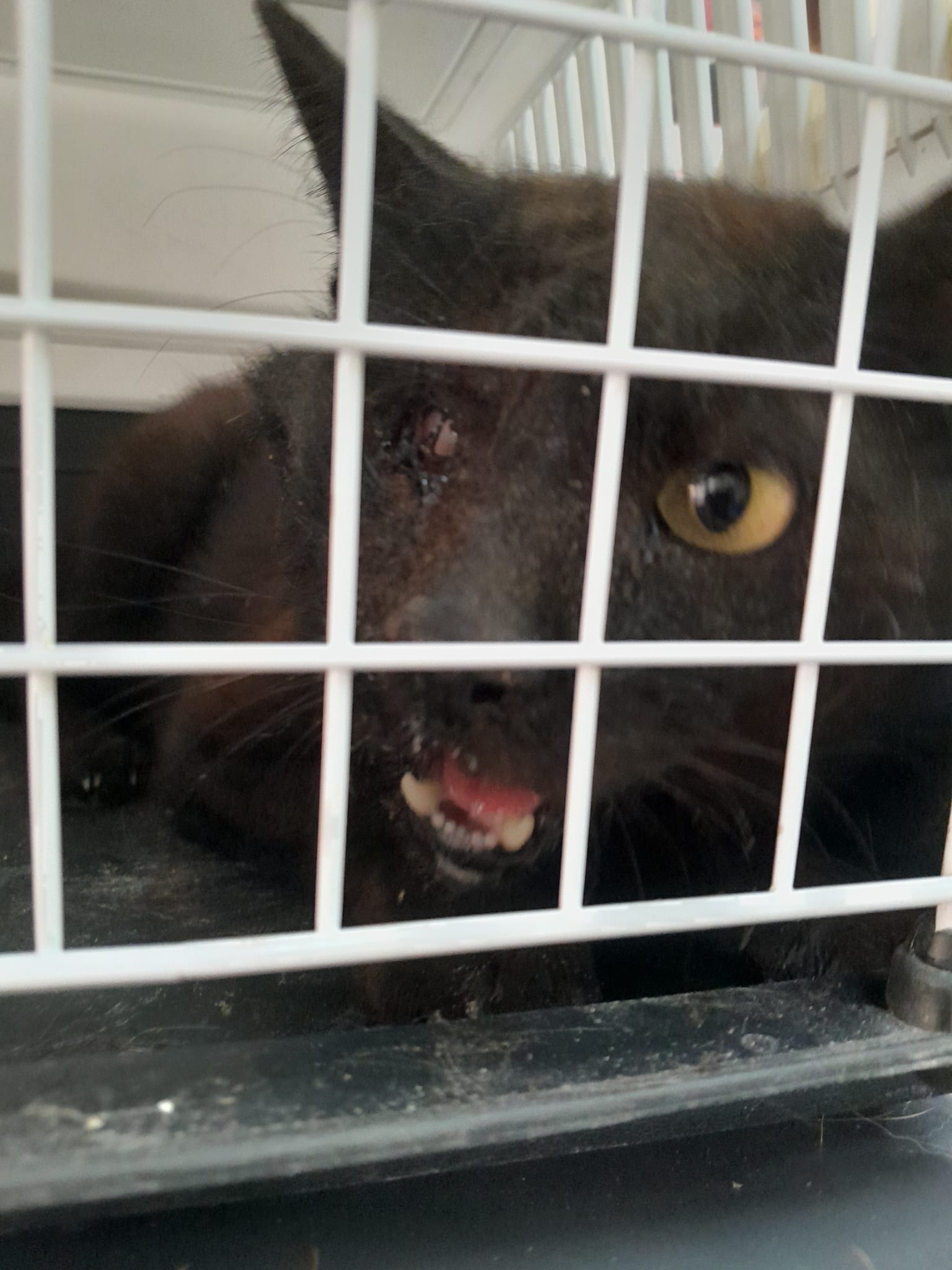 A Trapani sparano ad un gatto, morto dopo atroci sofferenze