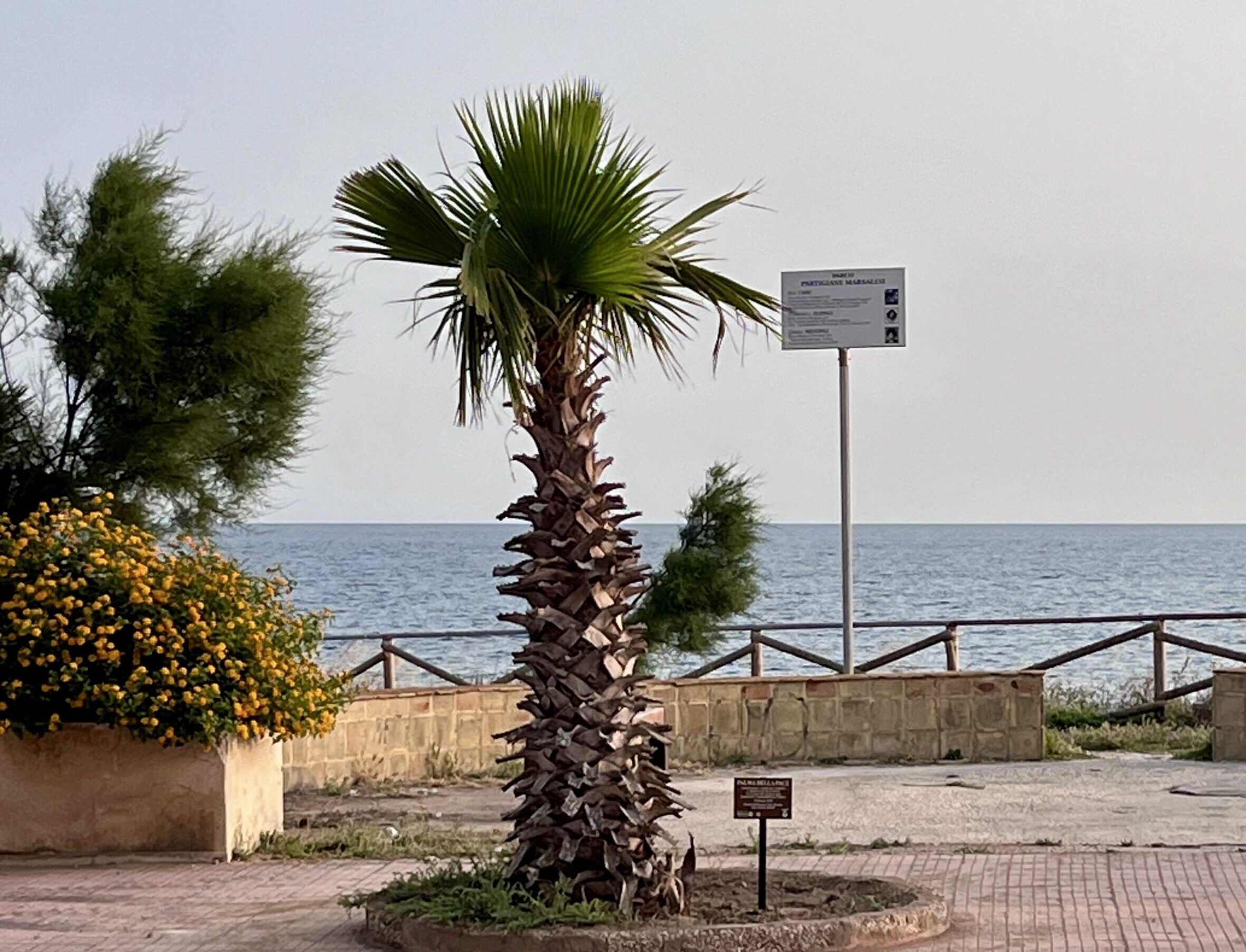 Il Rotaract pianta una palma sul Lungomare di Marsala