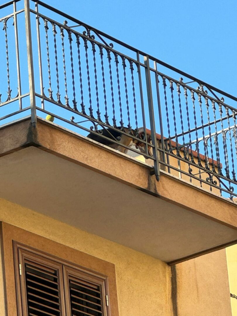 Palermo, intervento del Comune in tutela di un cane esposto al sole