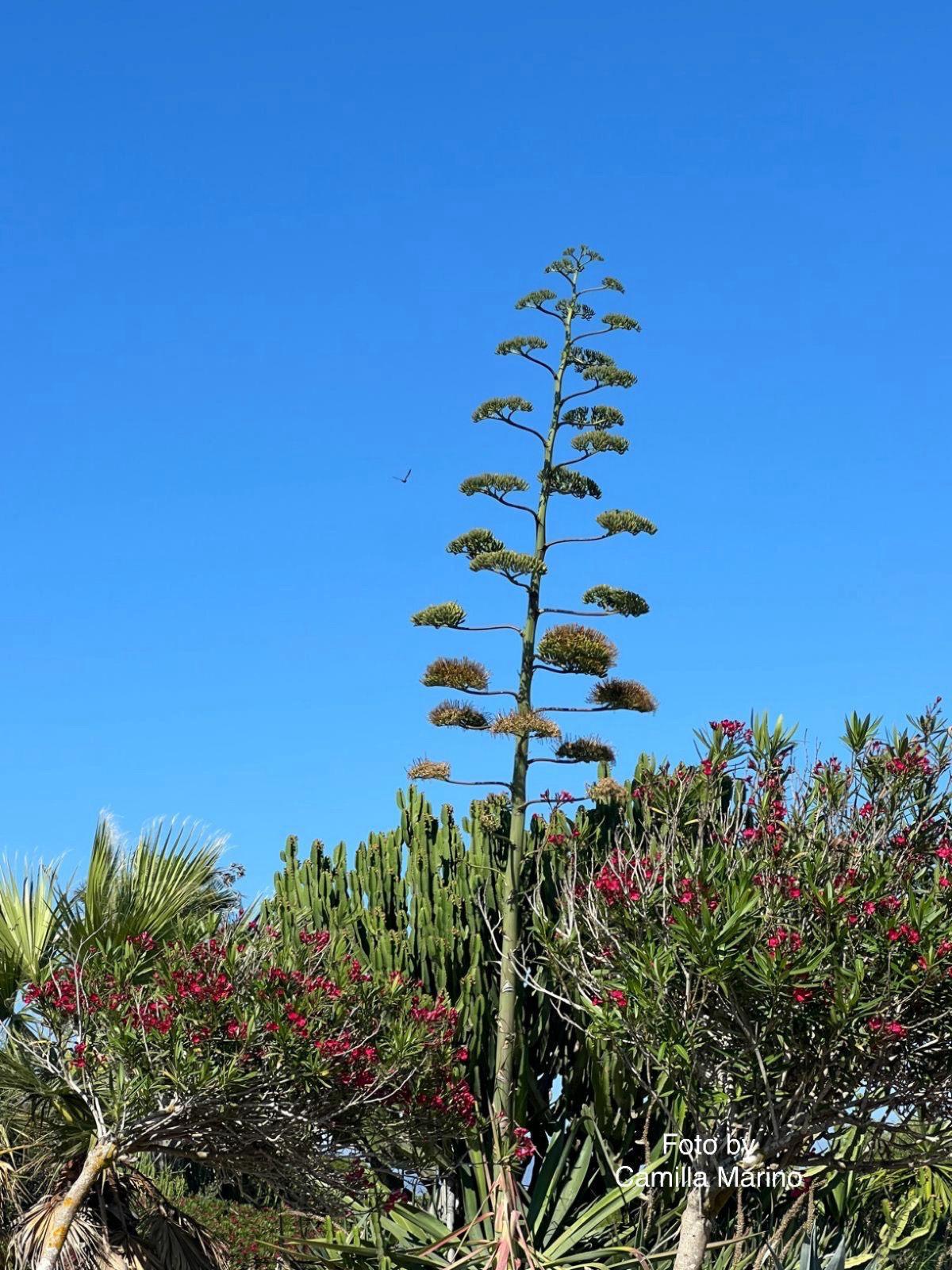 L’Agave di Favignana, simbolo di forza e resilienza