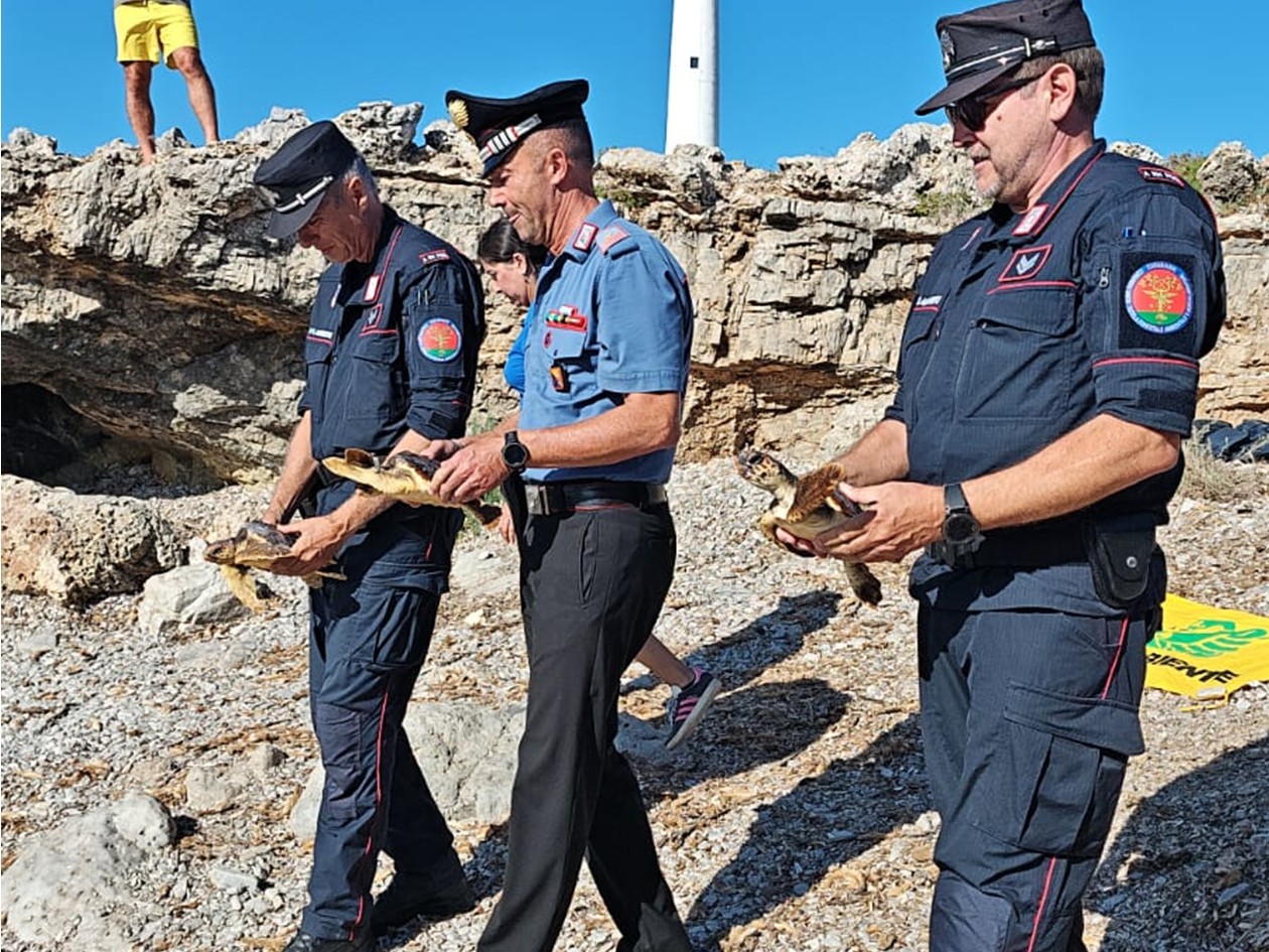 Tartarughe Caretta caretta salvate dalle plastiche tornano libere a Favignana