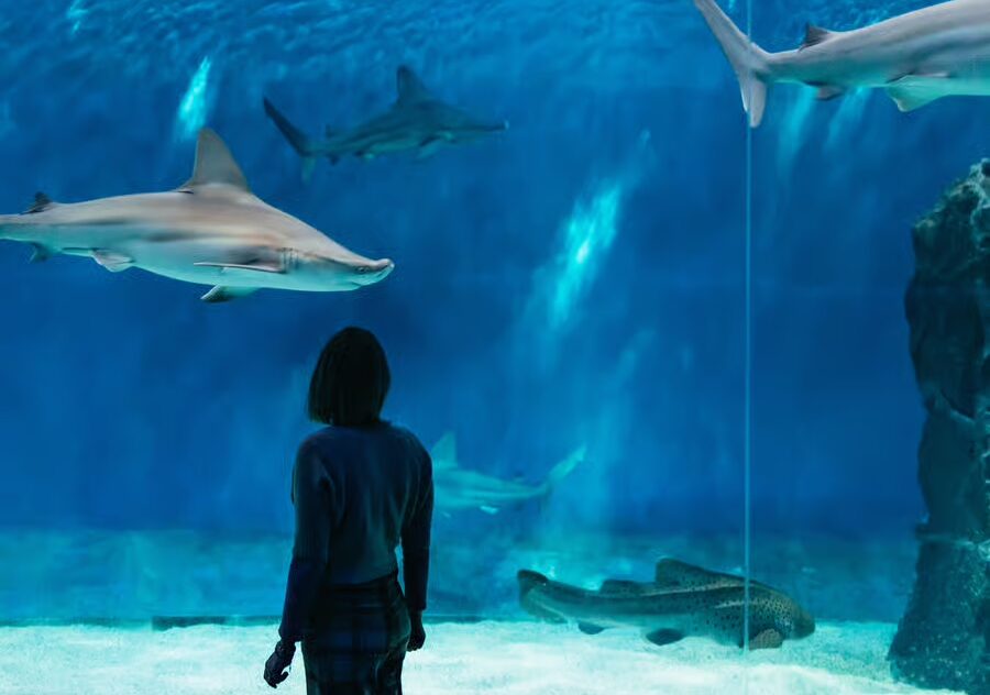 “Per Mazara del Vallo pronto un progetto per l’Acquario del Mediterraneo”