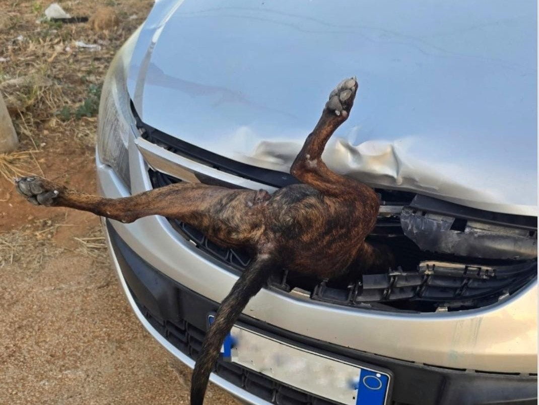 Castelvetrano: pitbull finito su un’auto, l’inciviltà corre su quattro zampe