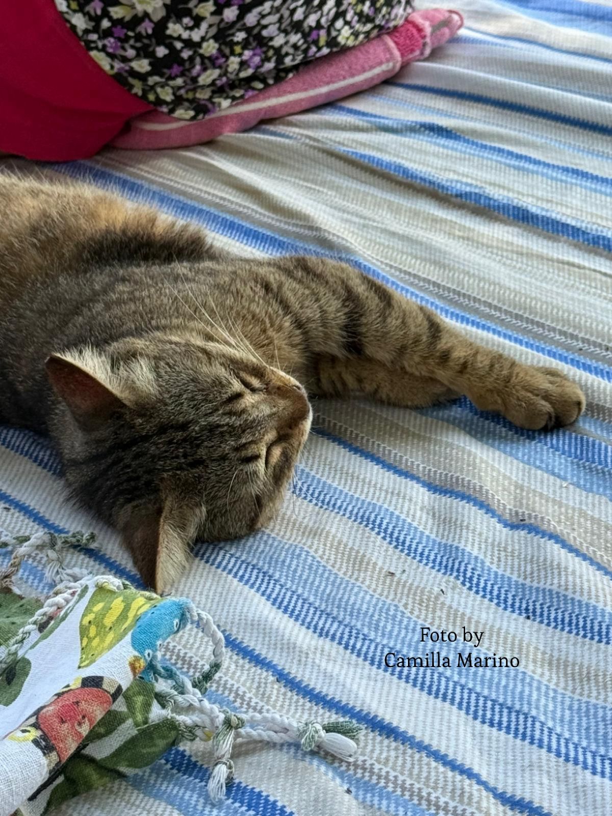 Gatti, coccole e yoga: l’Oasi Felina di Favignana