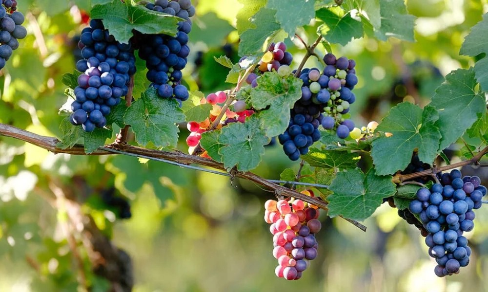 Troppo caldo, in Provincia di Trapani la vendemmia inizia prima