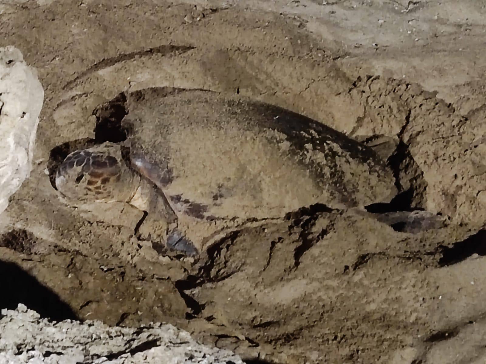 A Petrosino Caretta Caretta depone le uova tra i bagnanti. VIDEO