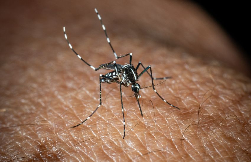 In Italia 351 casi di West Nile, 22 i decessi