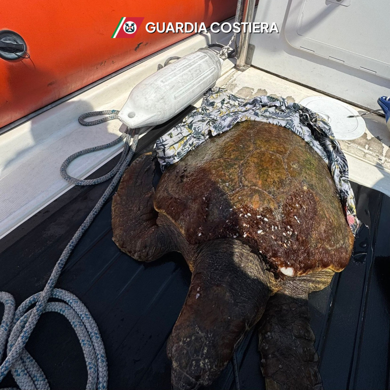 Riserva dello Zingaro, salvata dalla Guardia Costiera una tartaruga “caretta-caretta”