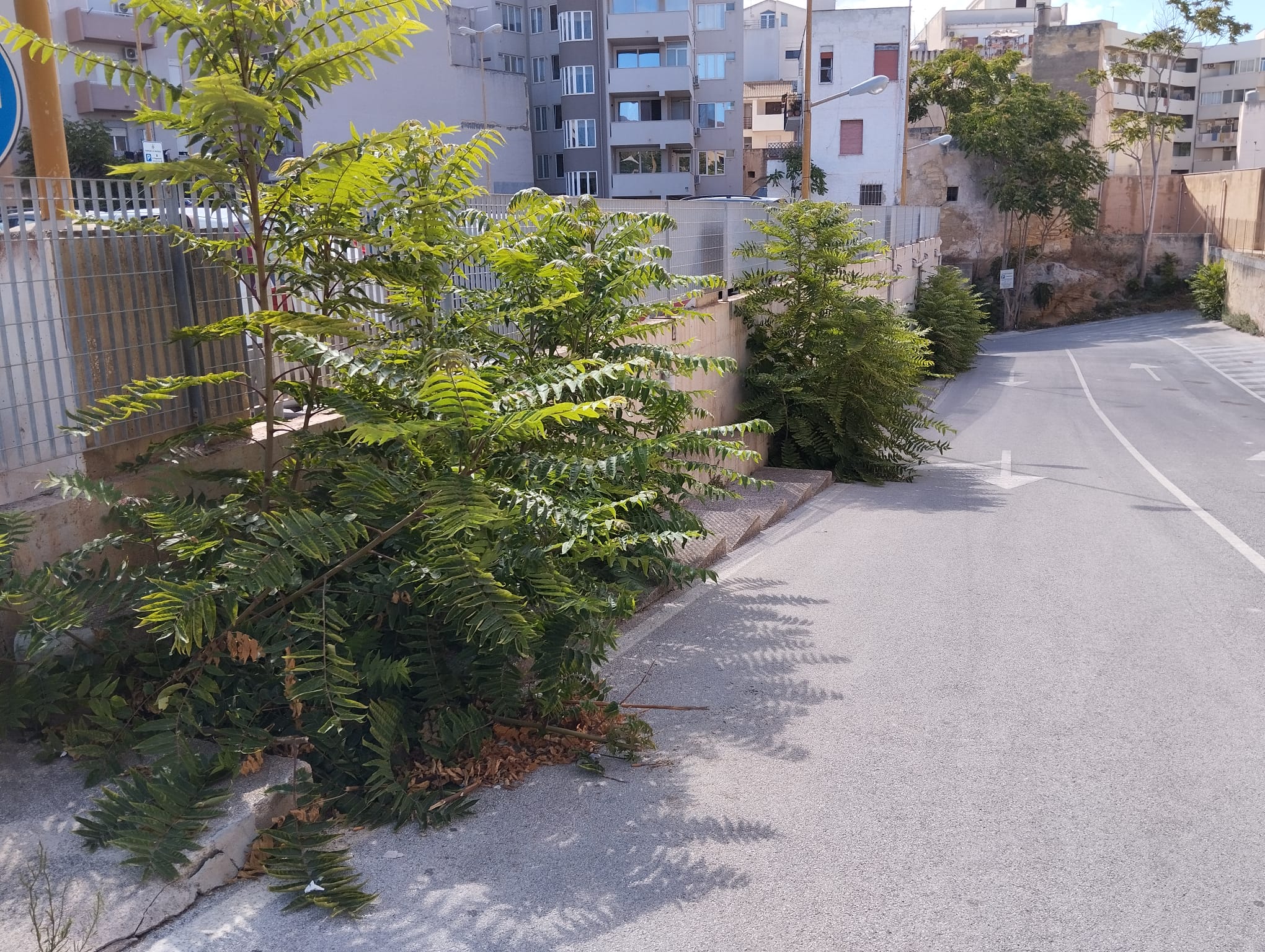 Marsala: i gradoni del parcheggio comunale inaccessibili a causa della mancata cura del verde