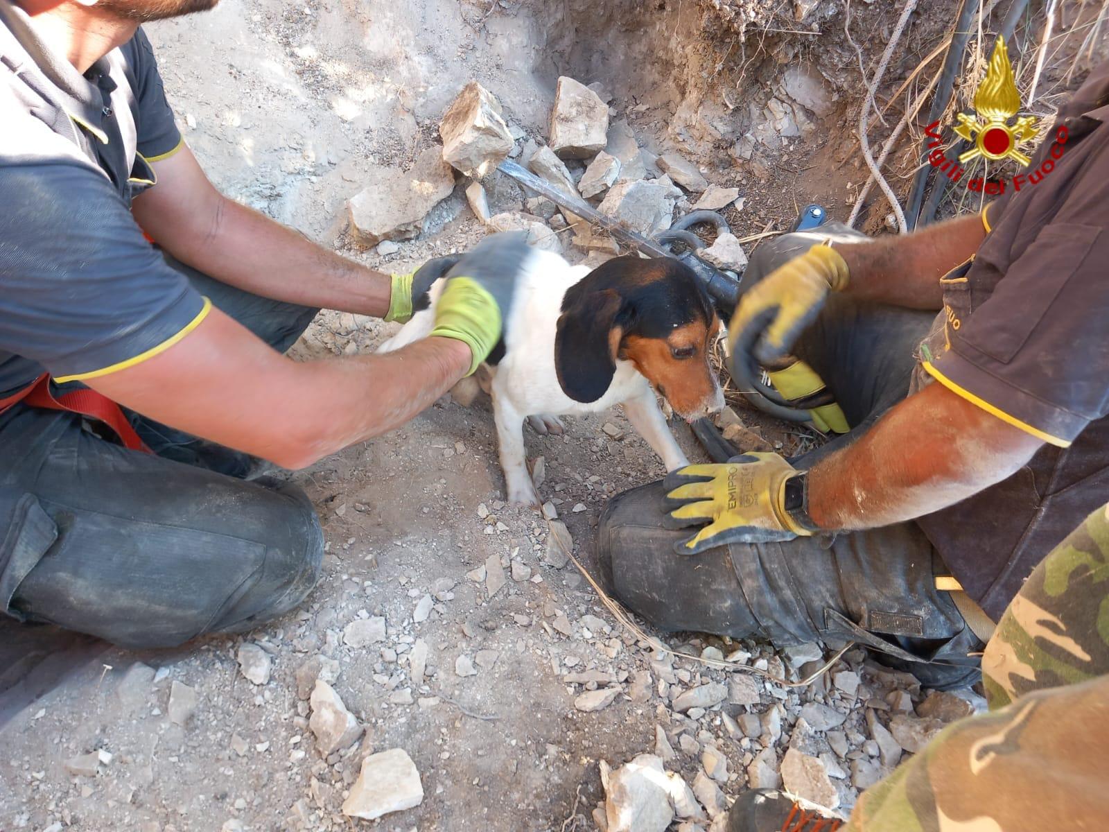 Castellammare: cagnolino finisce in una tana di istrice, i Vigili del Fuoco lo salvano