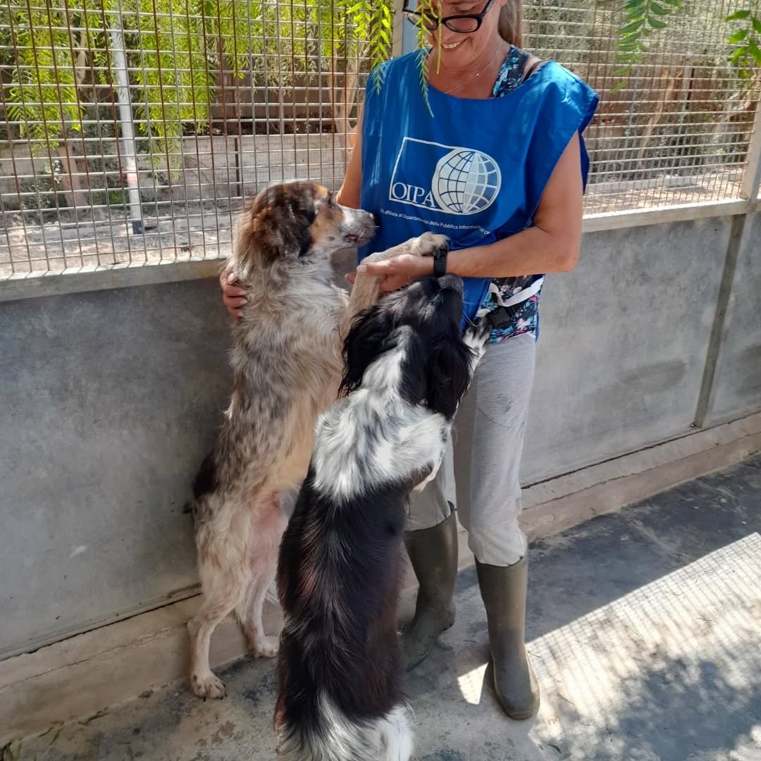 Storie di abbandono di cani a Marsala salvati dai turisti: ora Ciccio e Yaco cercano casa