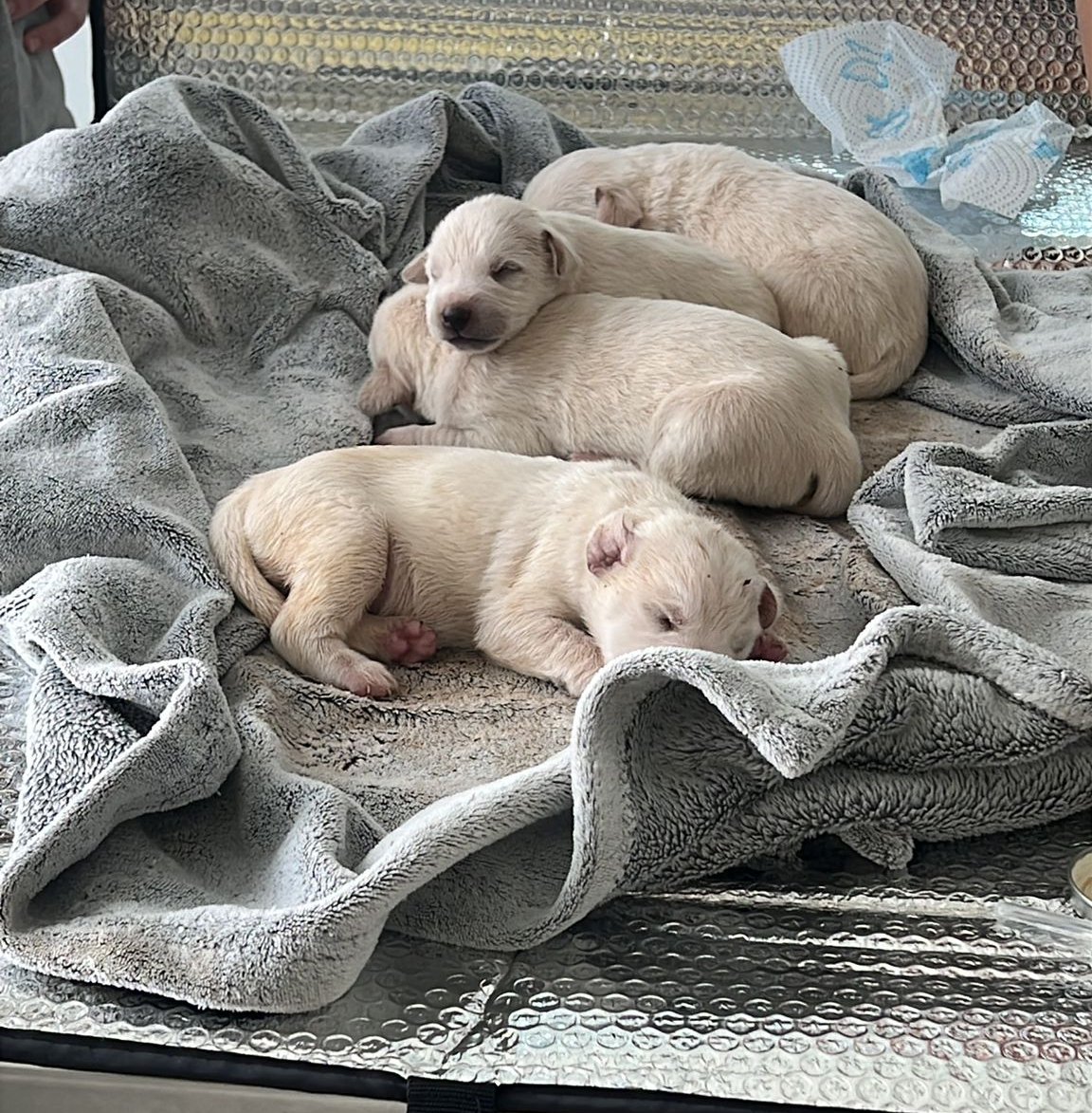 Marsala: cuccioli abbandonati, l’ombra della soppressione se non vengono allattati