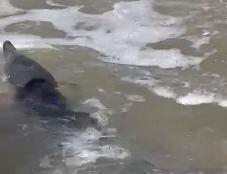 Delfino in difficoltà, salvato da Capitaneria e Croce Rossa di Alcamo Marina