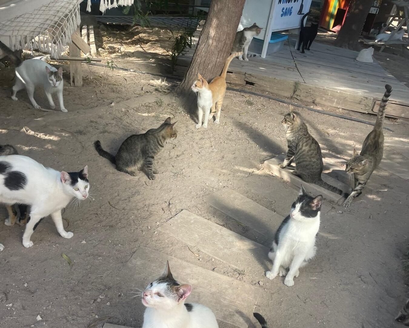 Sequestrata l’Oasi Felina “A-amici di SAIE” di Favignana, è abusiva