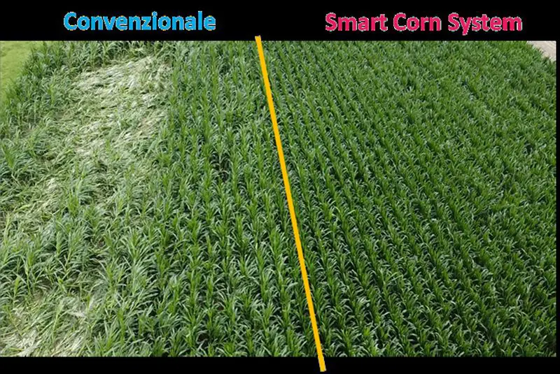 Preceon, il futuro del mais si sviluppa con Bayer in Italia