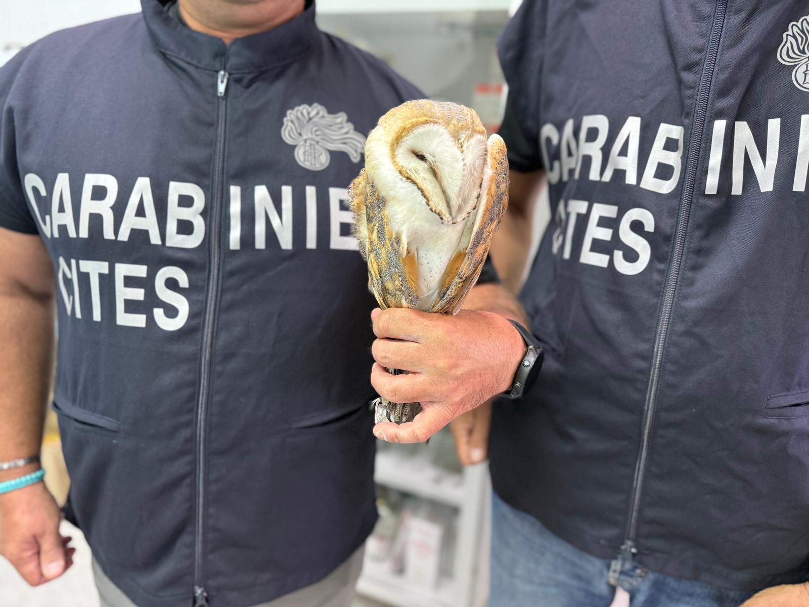 Abbattevano specie protette, denunciati due cacciatori. Salvato un barbagianni