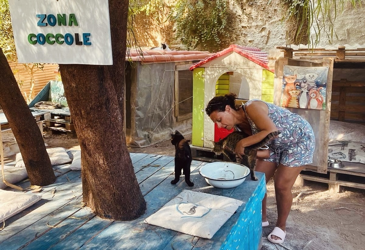 Favignana, l’oasi dei gatti sotto sequestro: tra carte, ricorsi e una riapertura a metà