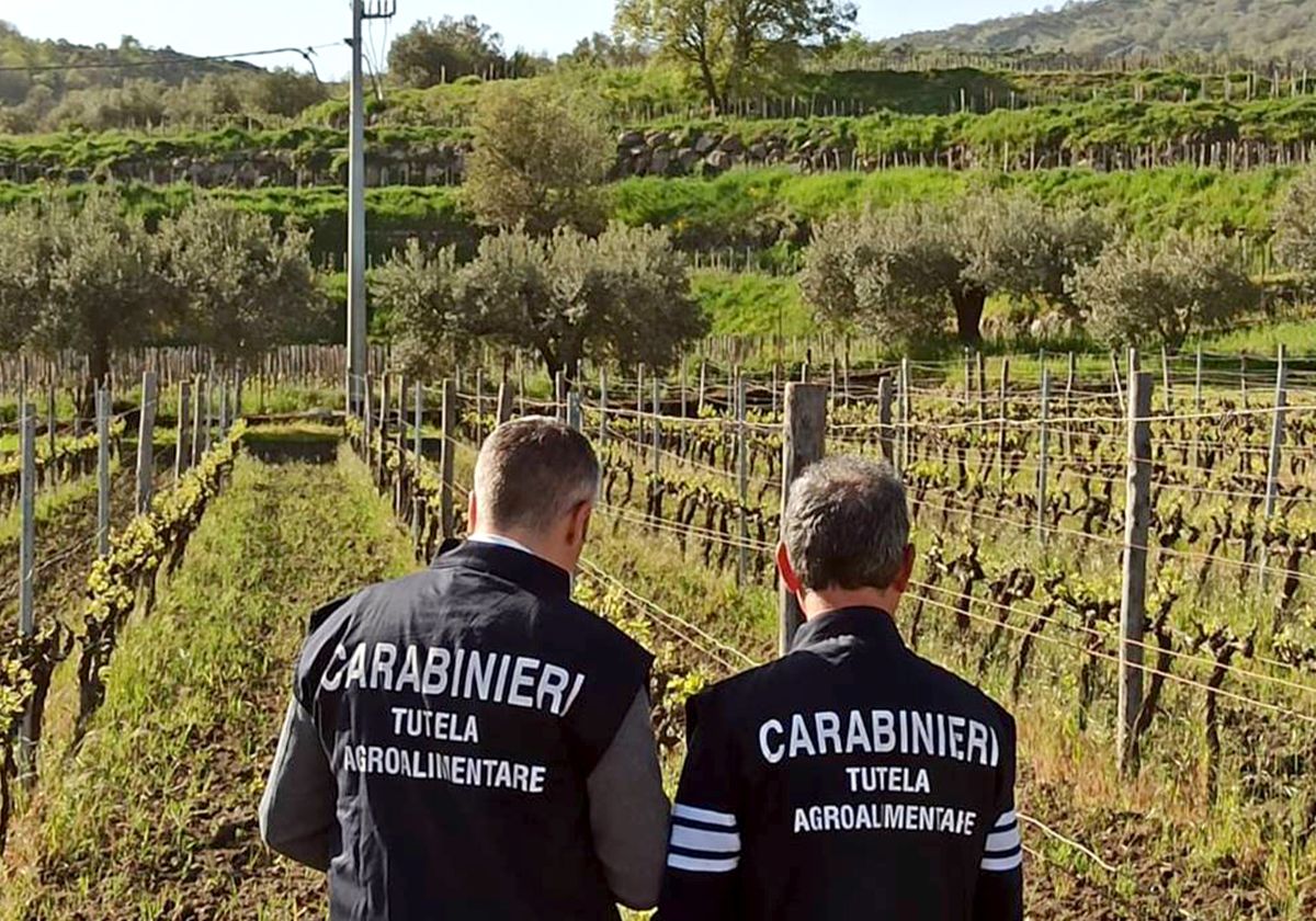 Società tedesca vendeva falso “Zibibbo di Pantelleria”, sequestrati 5 mila litri di vino