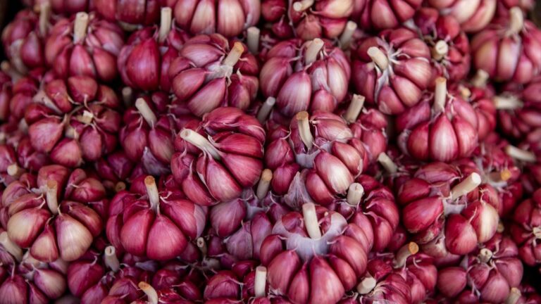 Nubia celebra il sale e l’aglio rosso dal 12 al 14 settembre