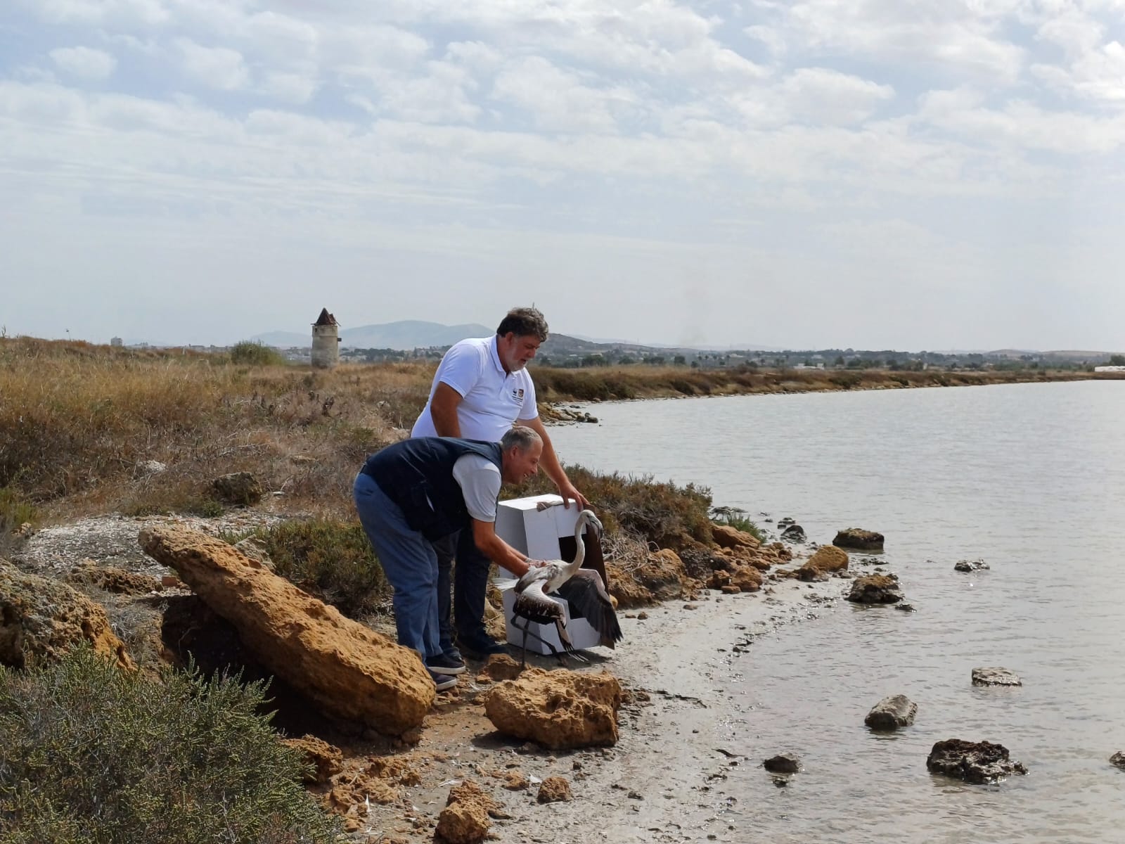 Torna libero alle saline di Trapani e Paceco il fenicottero trovato tra i bagnanti di San Vito. VIDEO