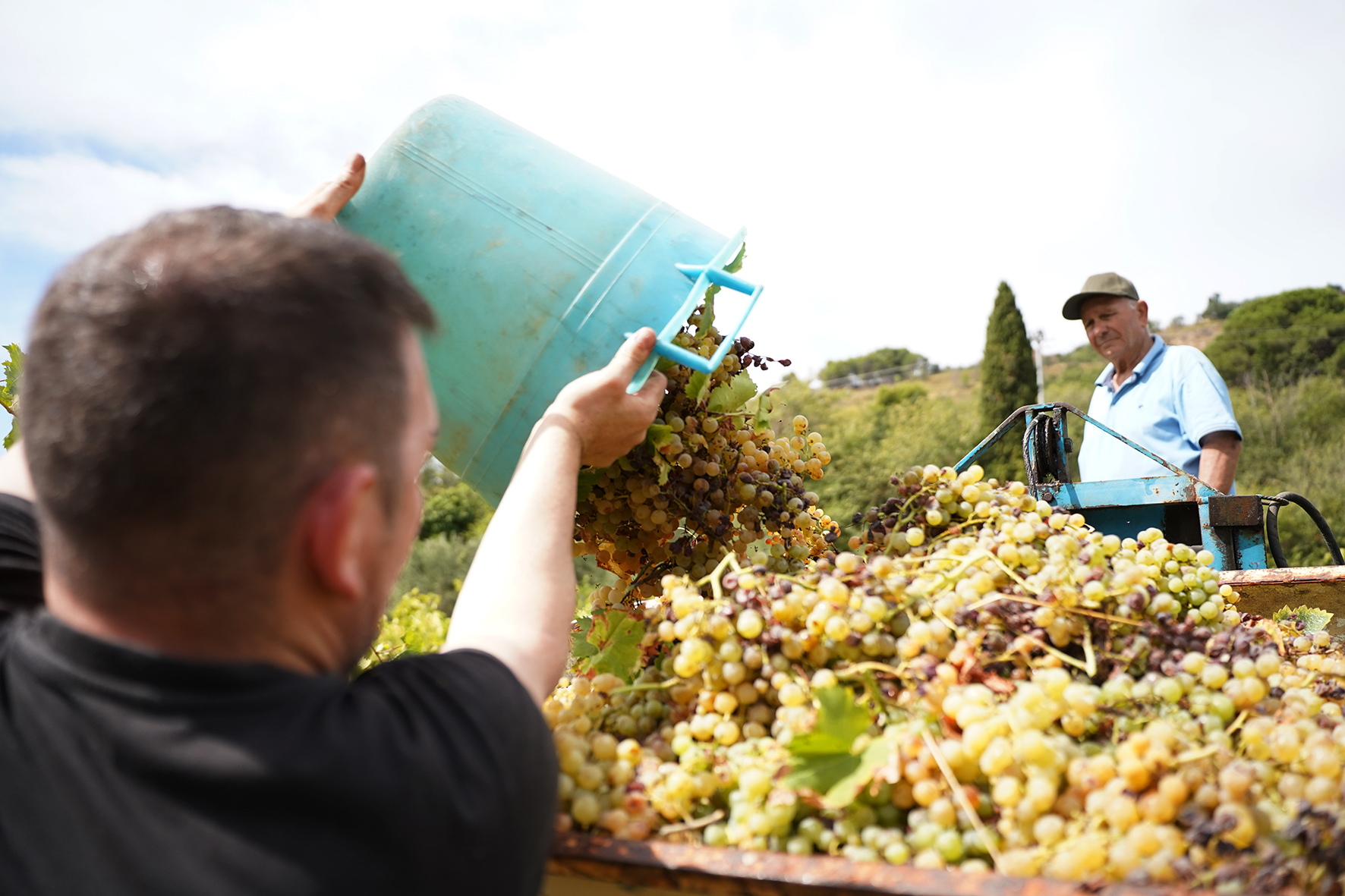 ‘L’uva sociale’ di Salemi, ragazzi di comunità ne raccolgono 25 quintali. VIDEO