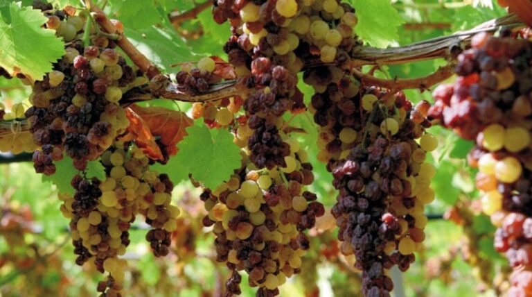 Pantelleria e la truffa dello Zibibbo, l’azienda tedesca ‘spacciava’ falso Dop dal 2019