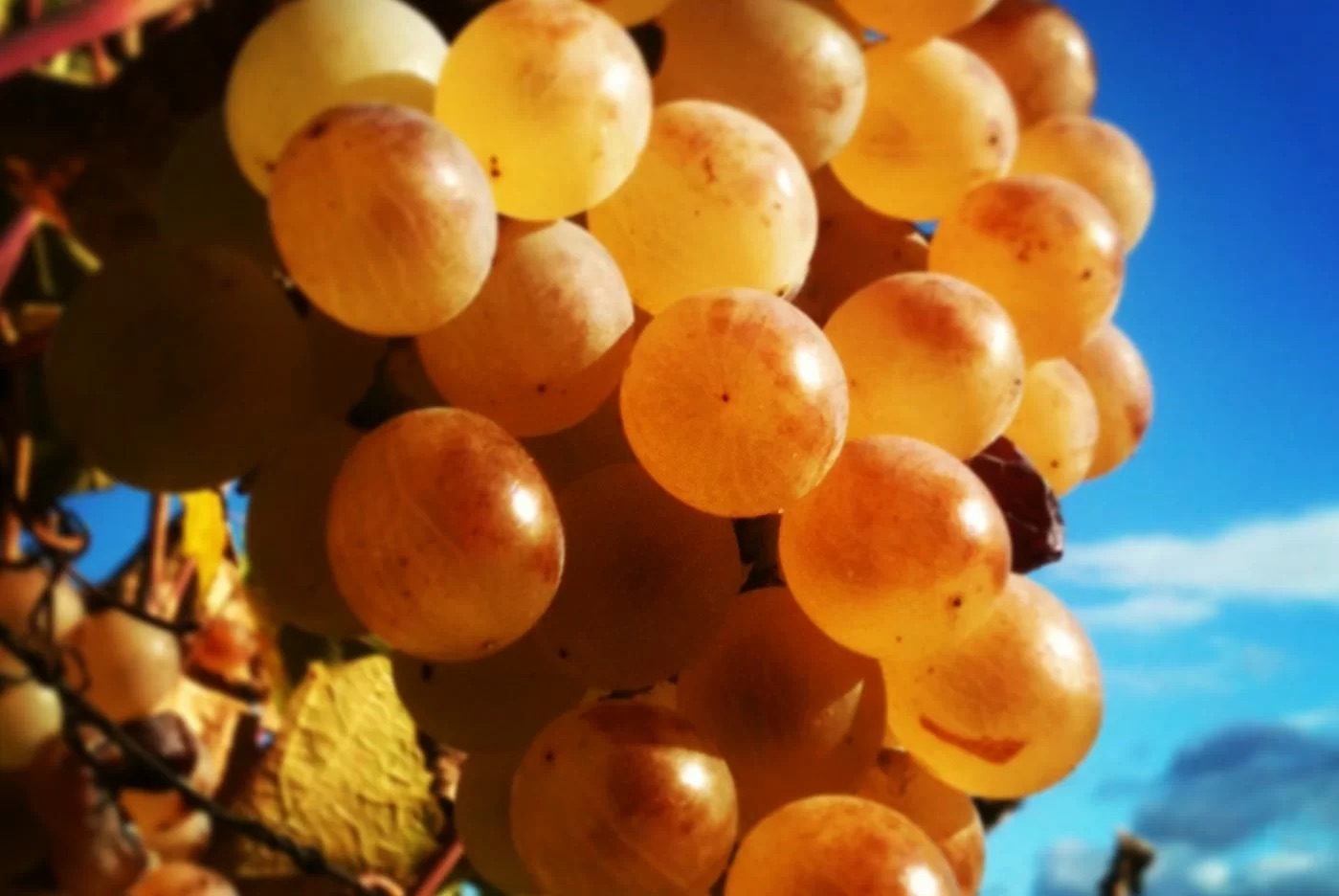 Frode internazionale di falso Zibibbo di Pantelleria, sequestrati 5mila litri di vino