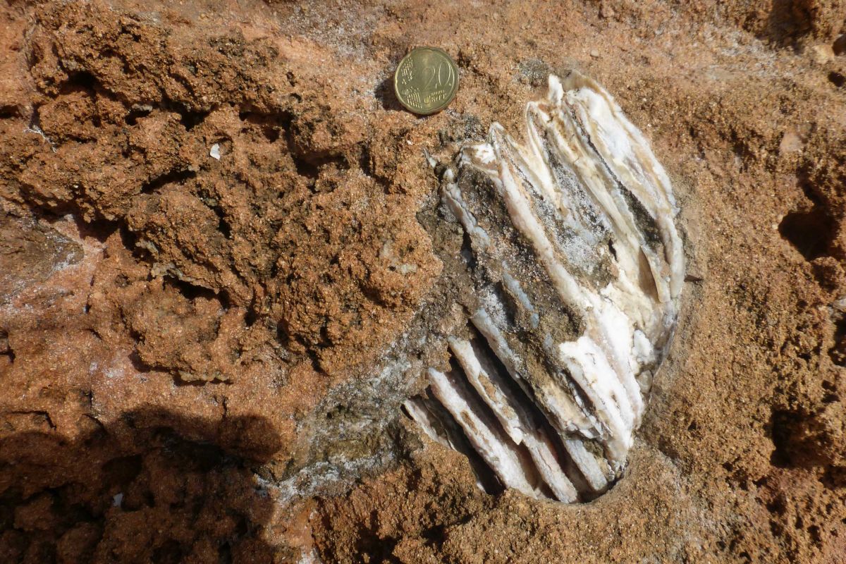 Ritrovati nel Siracusano i resti di un elefante nano vissuto nel Pleistocene