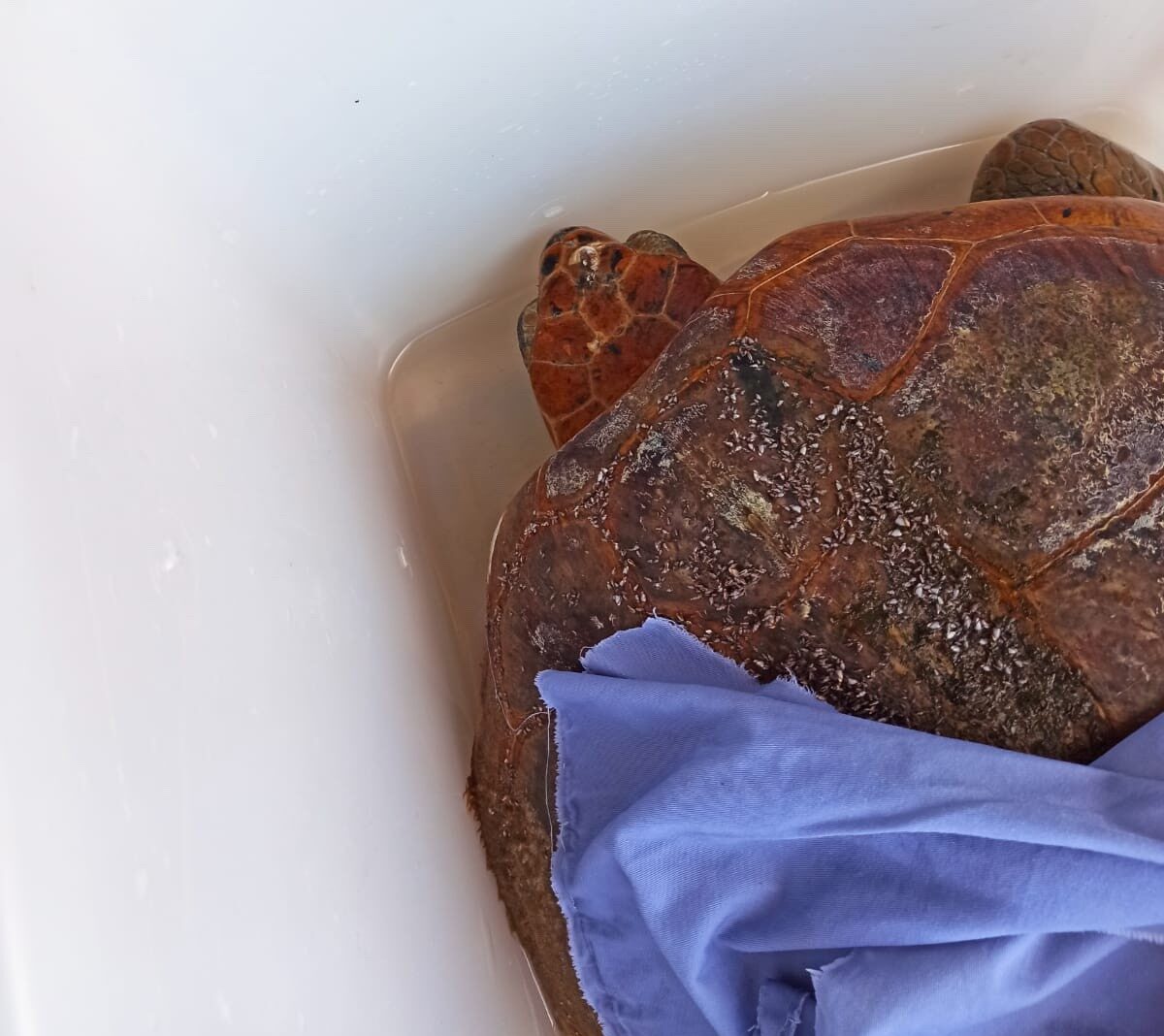 Tartaruga ferita nelle acque di Bonagia: i cittadini segnalano, la Capitaneria la salva