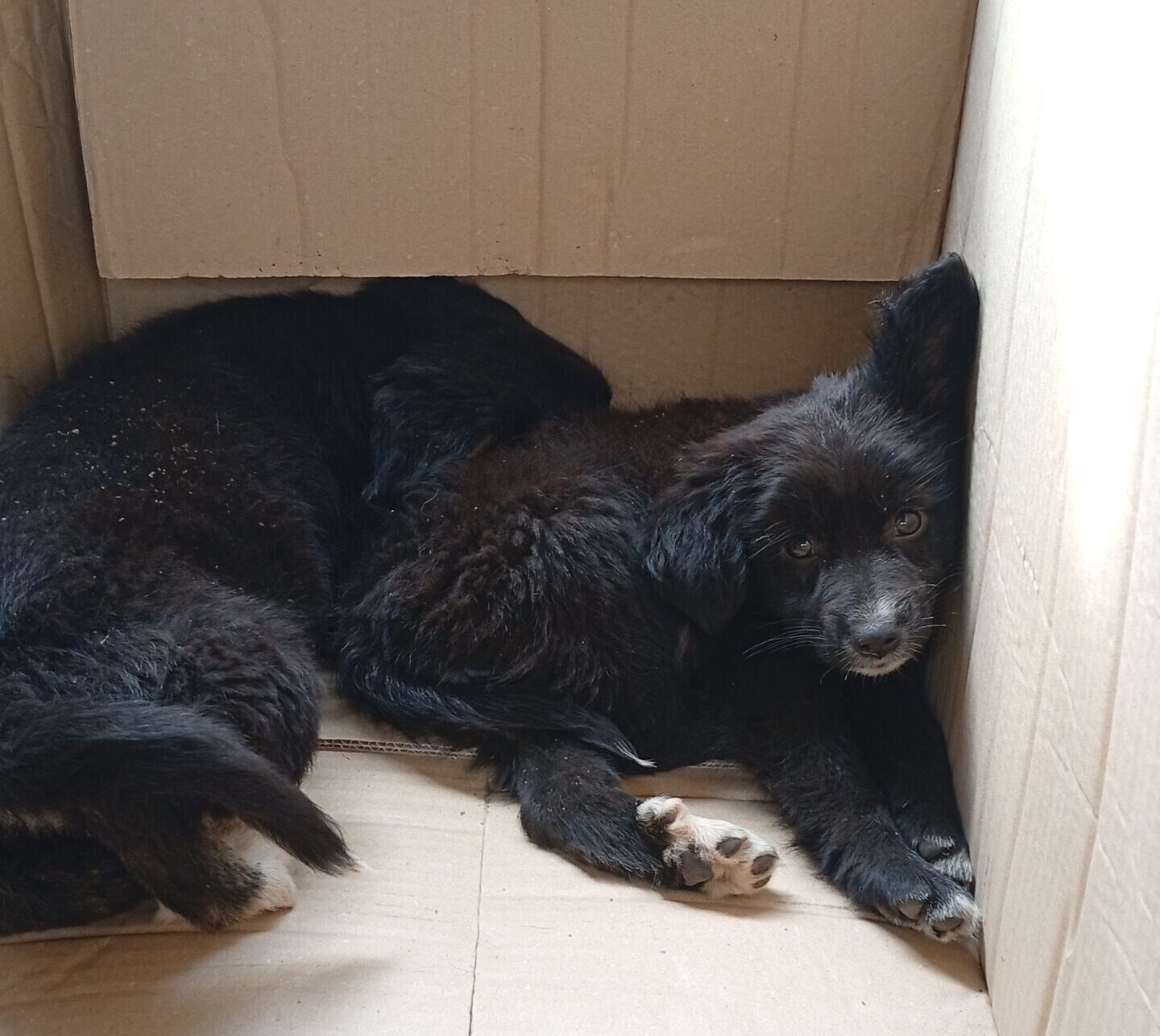 Lettera da Marsala: “Salvare due cuccioli e perdere fiducia nelle istituzioni”