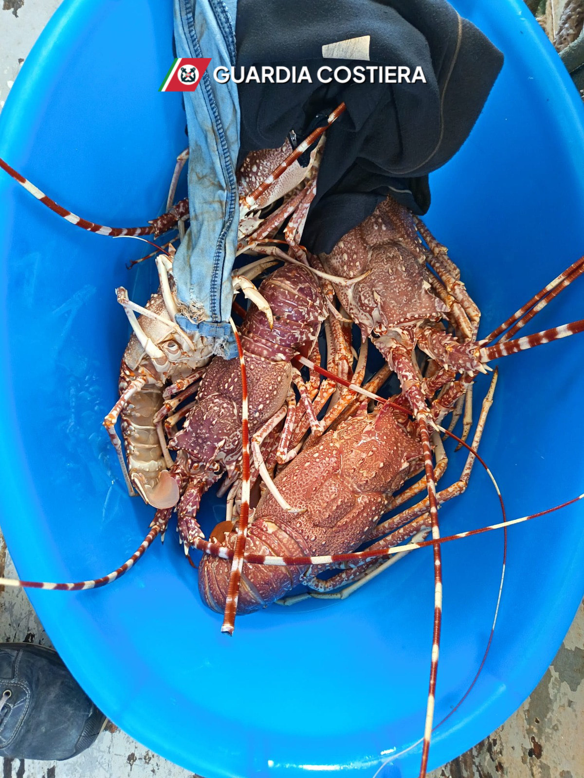 Peschereccio fermato vicino Levanzo, a strascico catturava un quintale di pesce