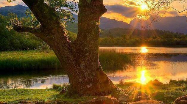 Il paradigma della conoscenza nel divenire del rapporto tra uomo/albero