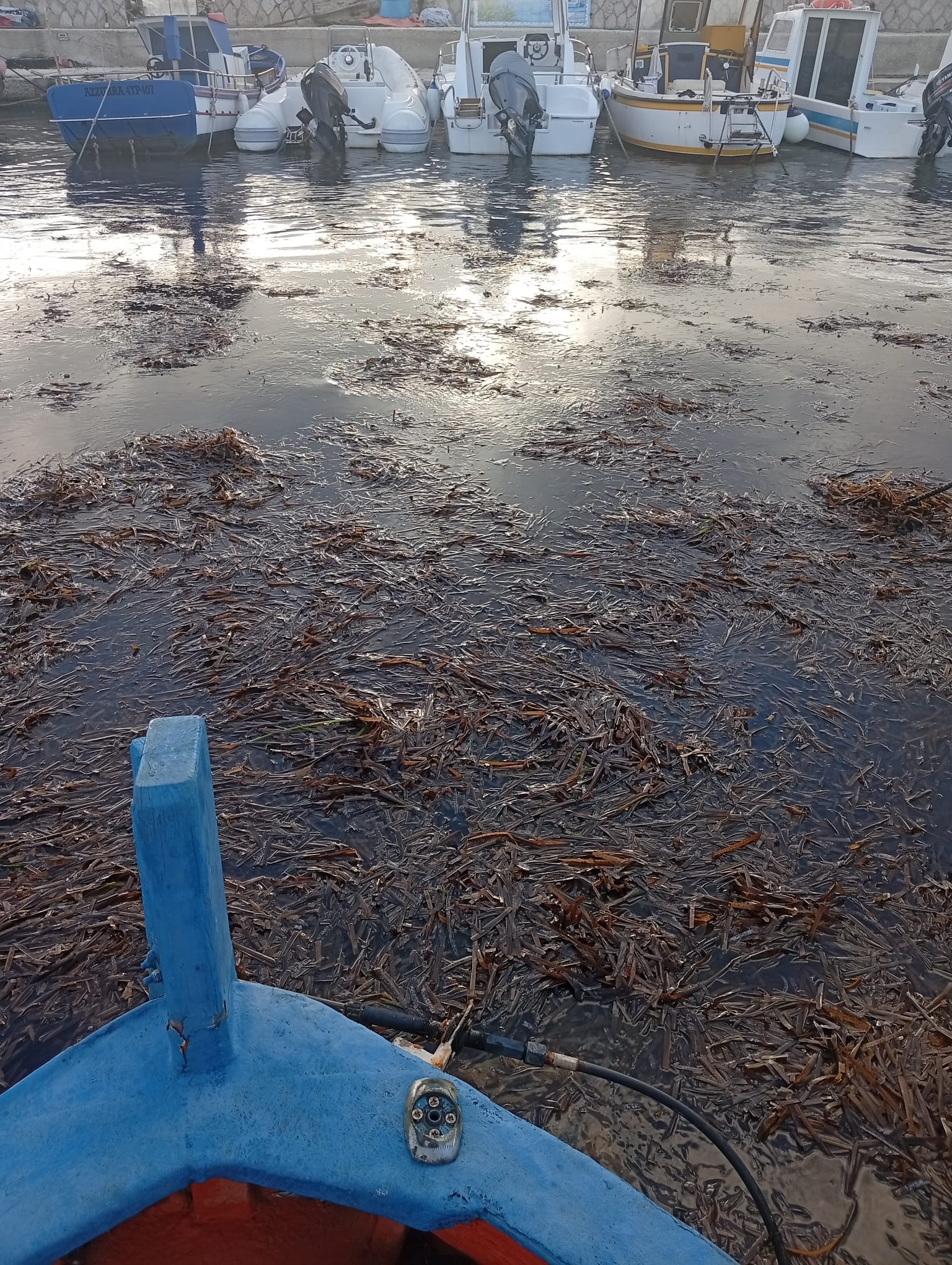 Favignana, porticciolo di Punta Lunga bloccato dalle alghe: “Situazione grave”