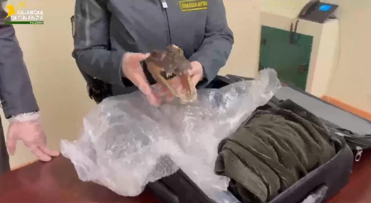 Arriva all’aeroporto di Palermo con in valigia una testa di coccodrillo, denunciato passeggero