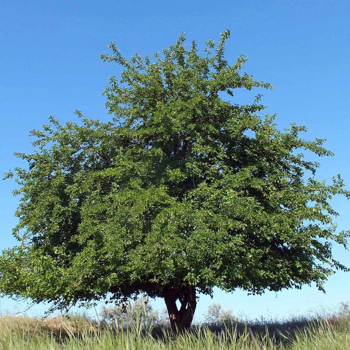 Festa dell’Albero, contributo anche per le scuole trapanesi