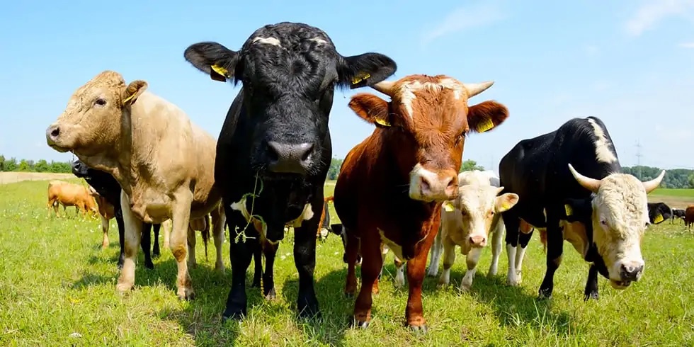 Allevamenti, la Regione ha pubblicato il bando 2026 per il benessere degli animali