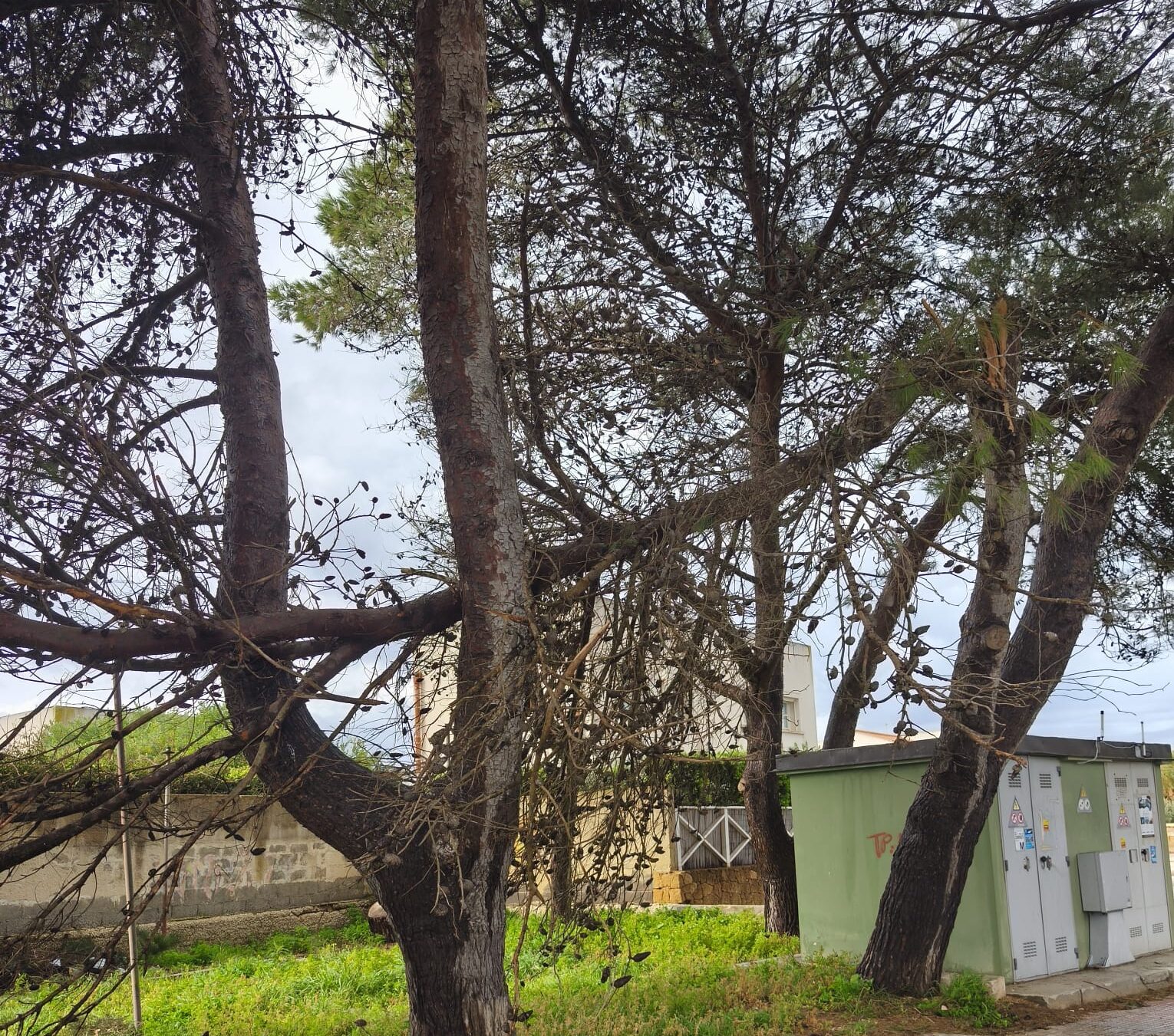 Alberi e rami pericolanti al Signorino, Sud Chiama Nord interviene nel versante marsalese