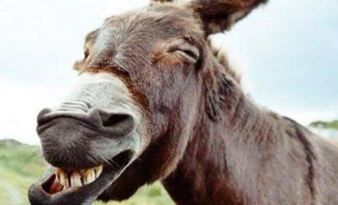 Fenomenologia dell’Asinità/2