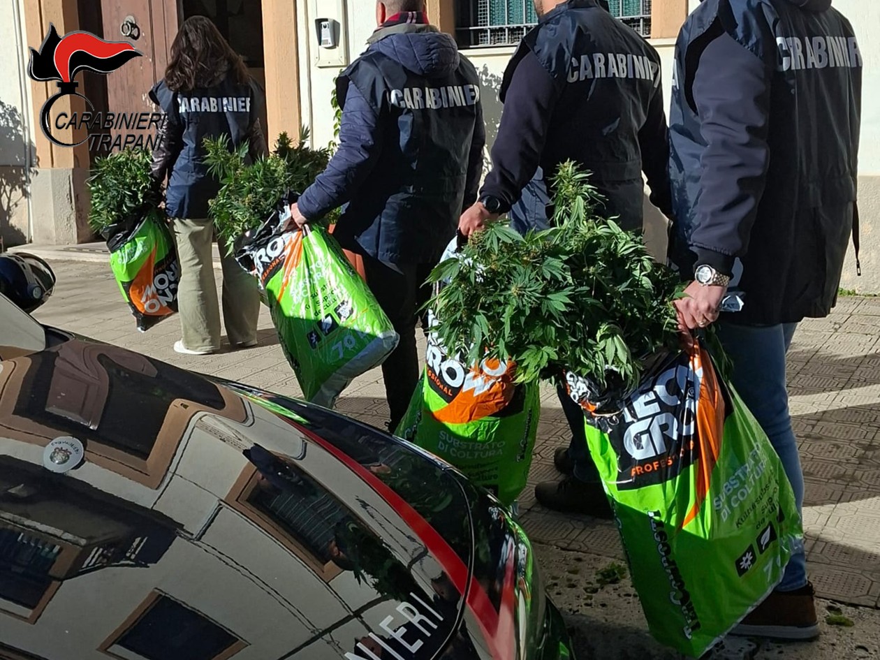 Alcamo: 43enne arrestato, in casa aveva una serra di 133 piante di cannabis