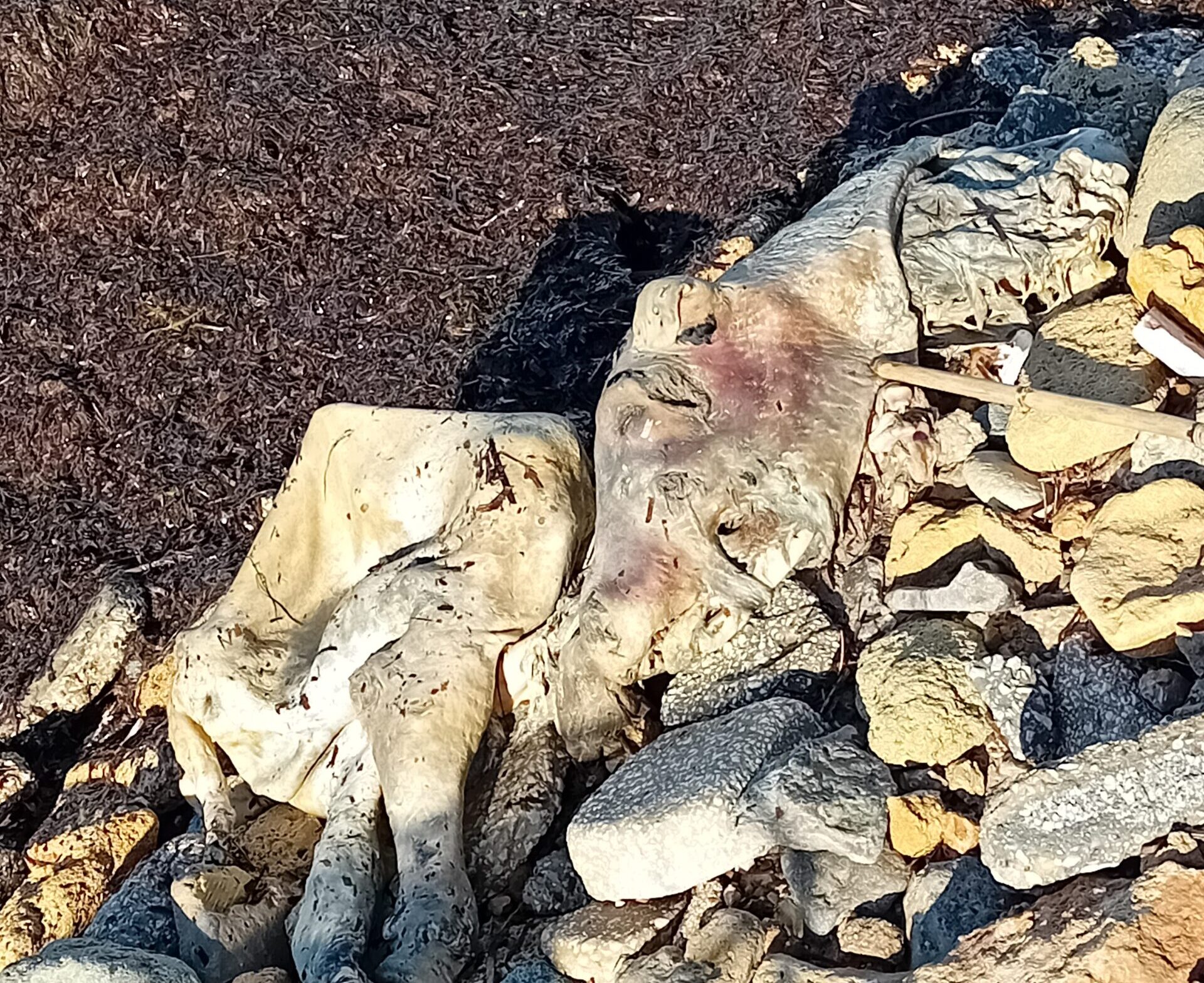 Marsala: macabro ritrovamento al Fortino, un bovino morto a riva