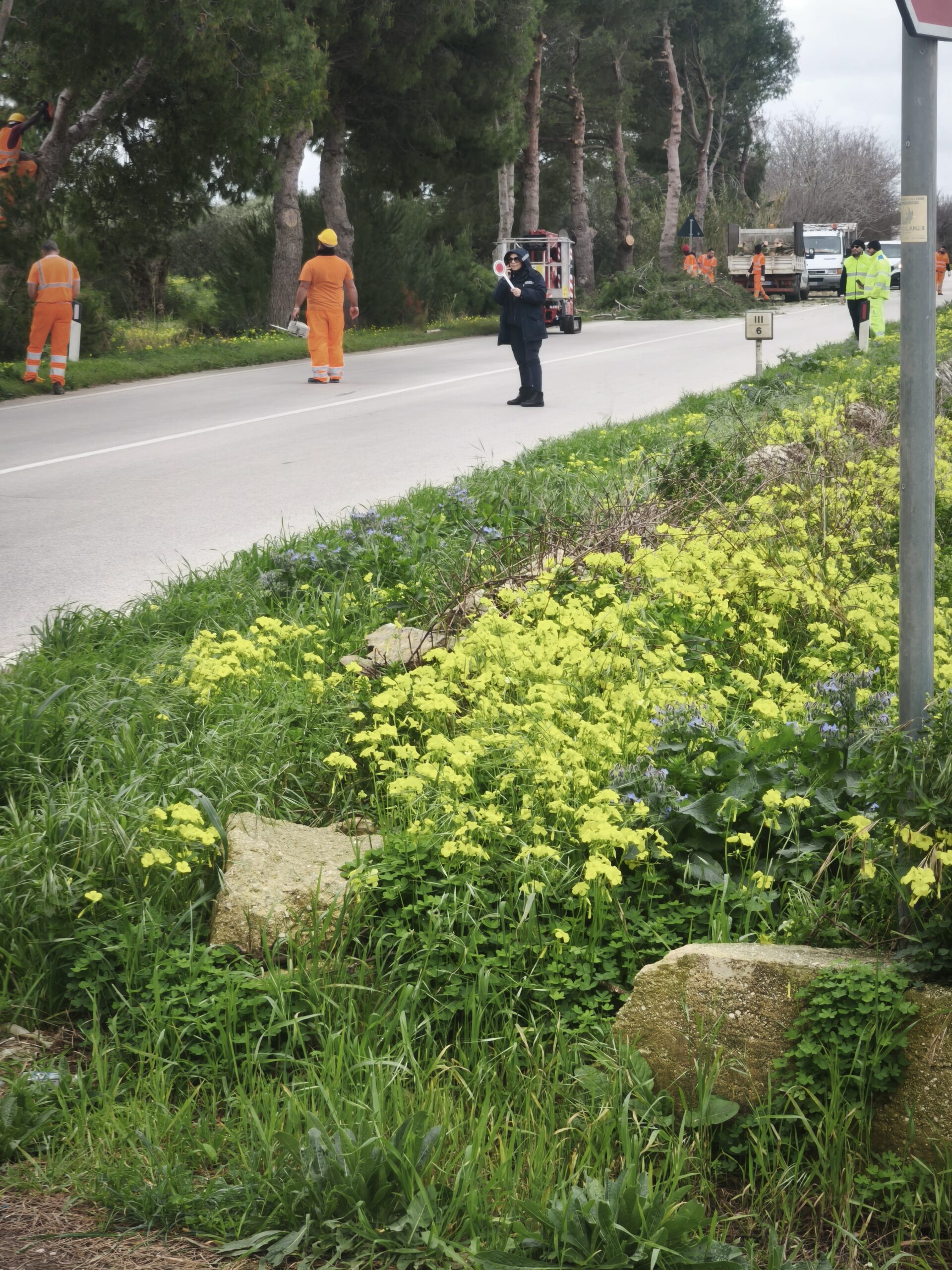 SS 115 Paceco, al via la potatura degli alberi: “Dopo le nostre denunce, si interviene”